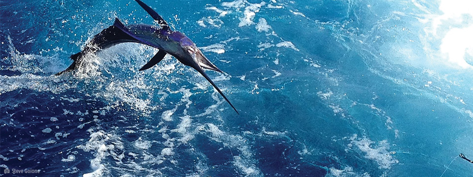 Team Jaruco Dials In On Costa Rican Sailfish