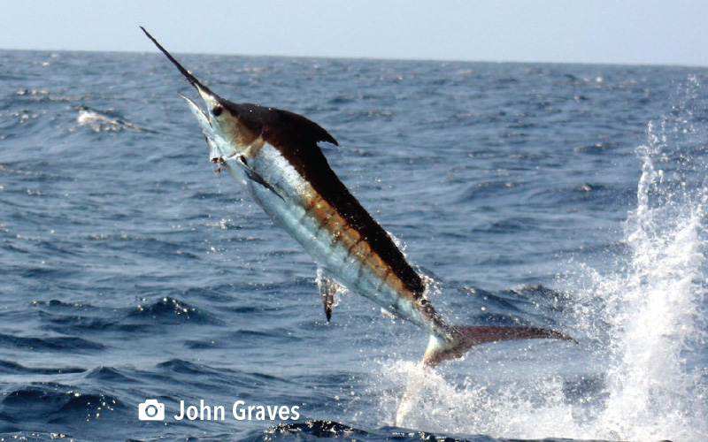 VIMS Demonstrates the Importance of Proper Fish Handling